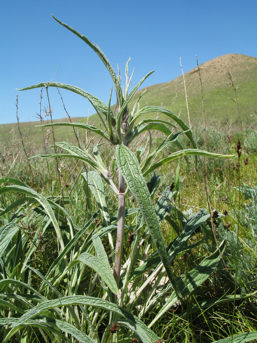 Изображение особи Phlomis mindshelkensis.