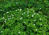 Anemone nemorosa. Цветущие растения. Новгородская обл., Старая Русса, курортный парк. 11.05.2019.