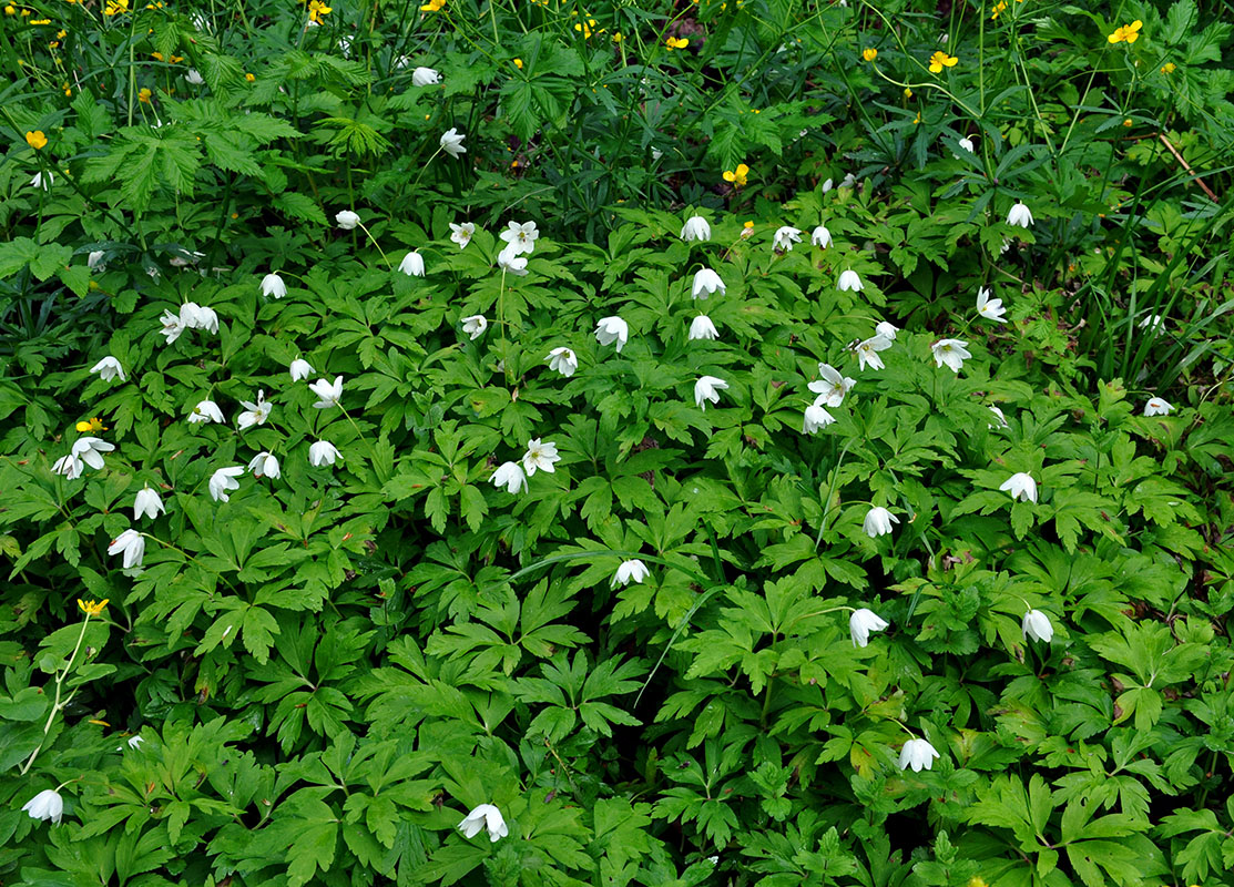 Изображение особи Anemone nemorosa.