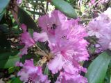 Rhododendron smirnowii