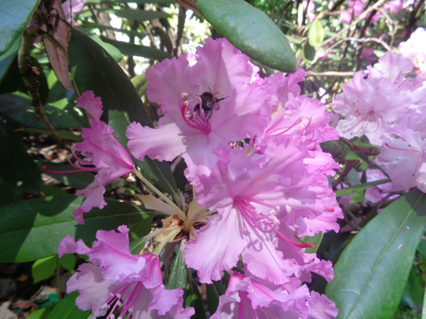 Изображение особи Rhododendron smirnowii.