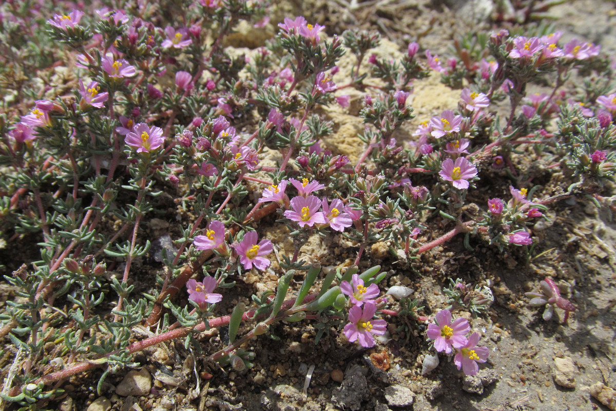 Image of Frankenia hirsuta specimen.