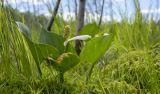 Calla palustris