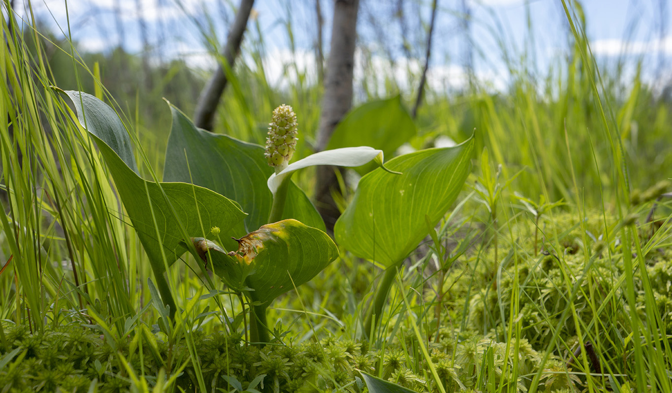 Изображение особи Calla palustris.