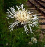 Centaurea scabiosa. Соцветие (светлая форма). Чувашия, окрестности г. Шумерля, старый ж/д переезд. 6 июля 2008 г.