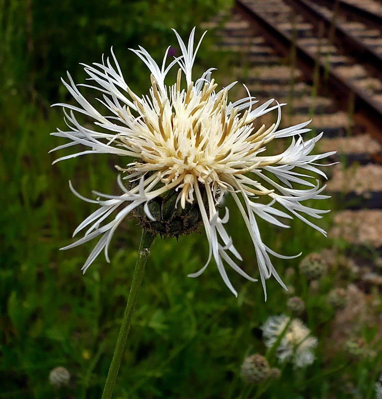 Изображение особи Centaurea scabiosa.