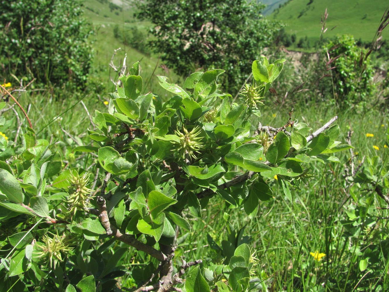 Изображение особи Salix pseudodepressa.