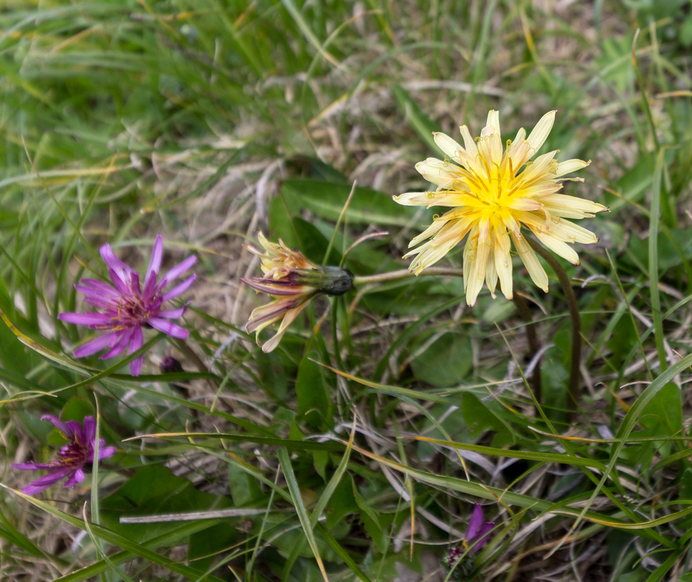 Изображение особи Taraxacum porphyranthum.