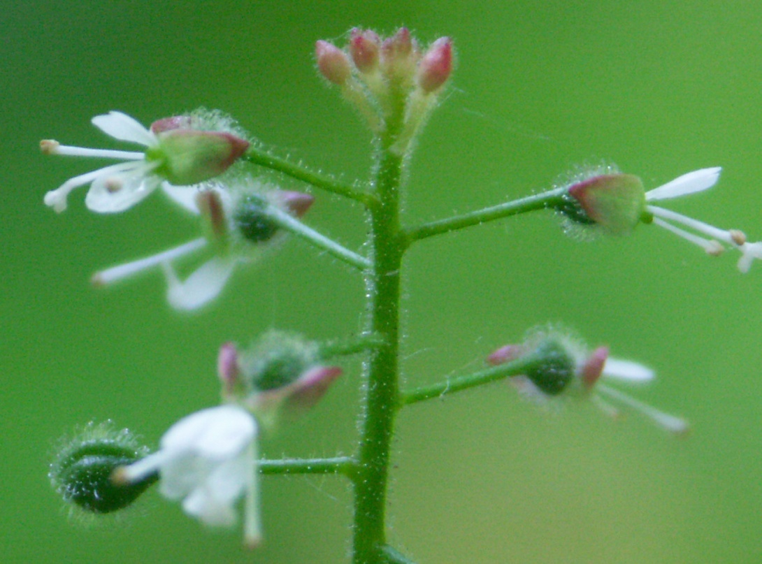 Image of Circaea lutetiana ssp. quadrisulcata specimen.