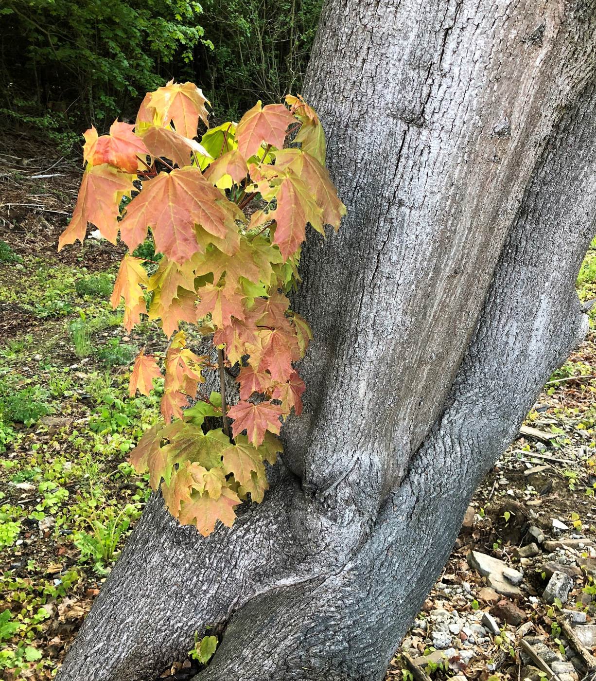 Image of Acer platanoides specimen.