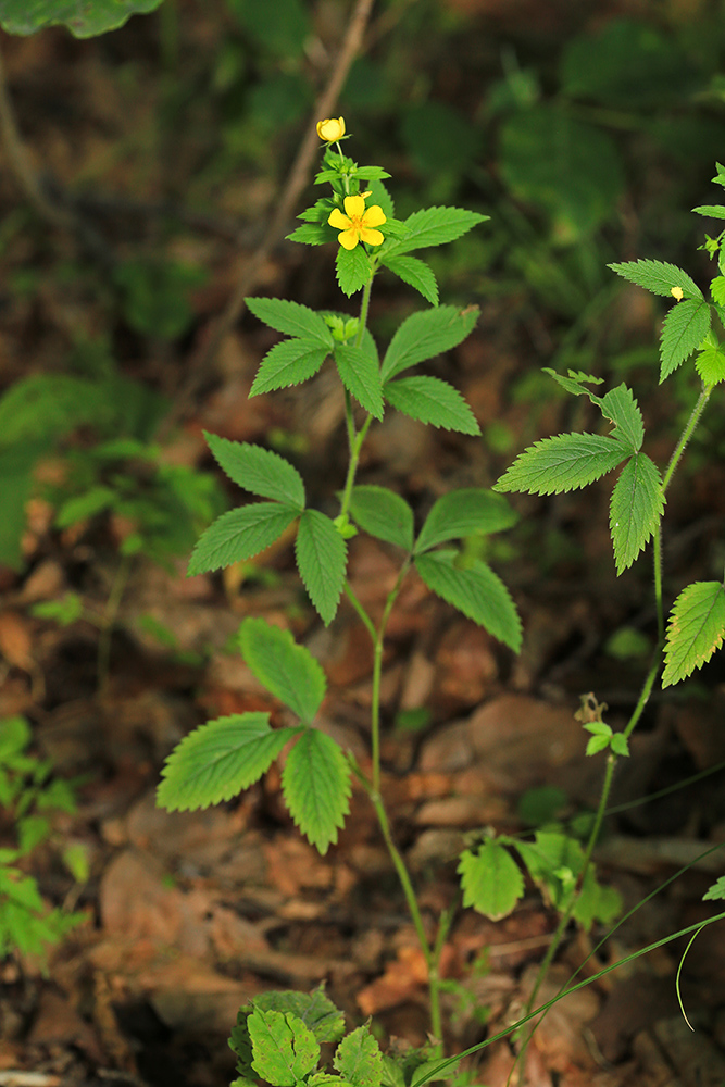 Изображение особи Potentilla cryptotaeniae.