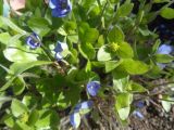 Hepatica nobilis