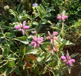 Phlomis taurica