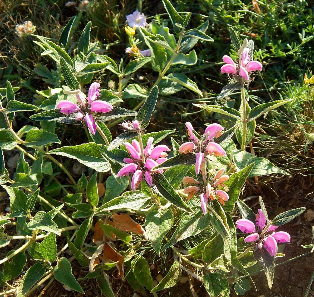 Изображение особи Phlomis taurica.