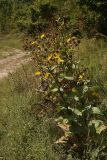 Inula helenium