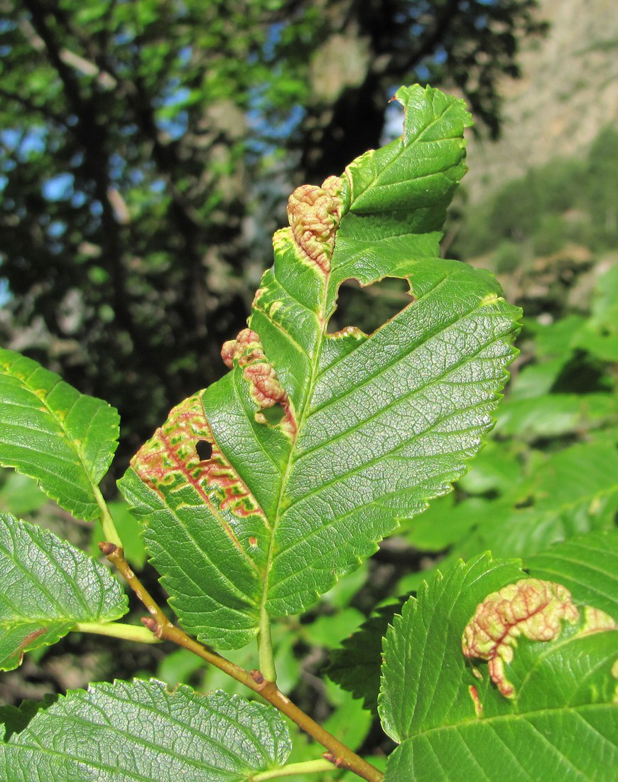 Image of Ulmus minor specimen.