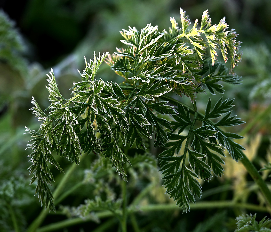 Изображение особи Daucus sativus.