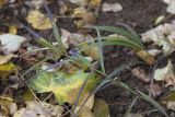 Lilium formosanum