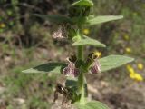 Ajuga laxmannii