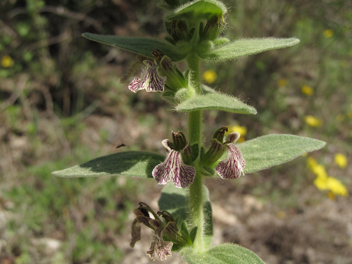 Image of Ajuga laxmannii specimen.