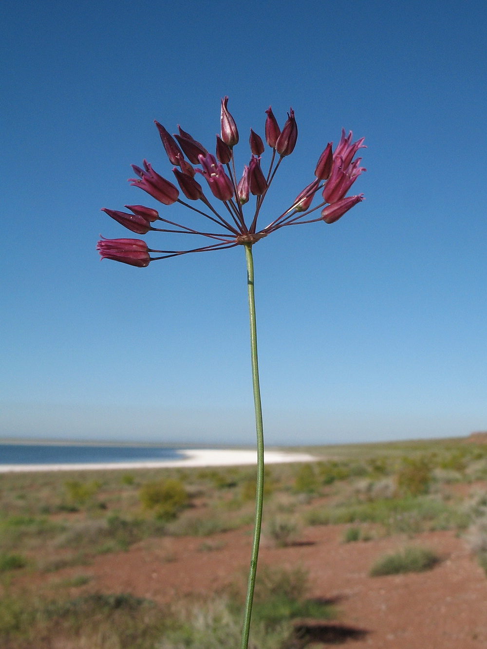 Image of Allium inops specimen.