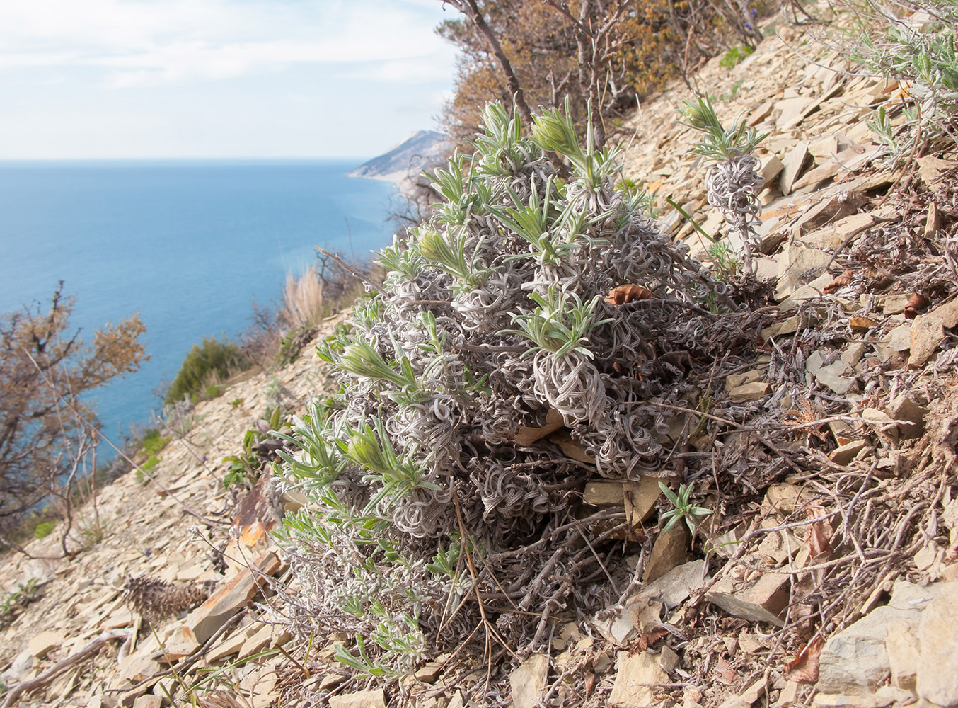 Image of Onosma polyphylla specimen.