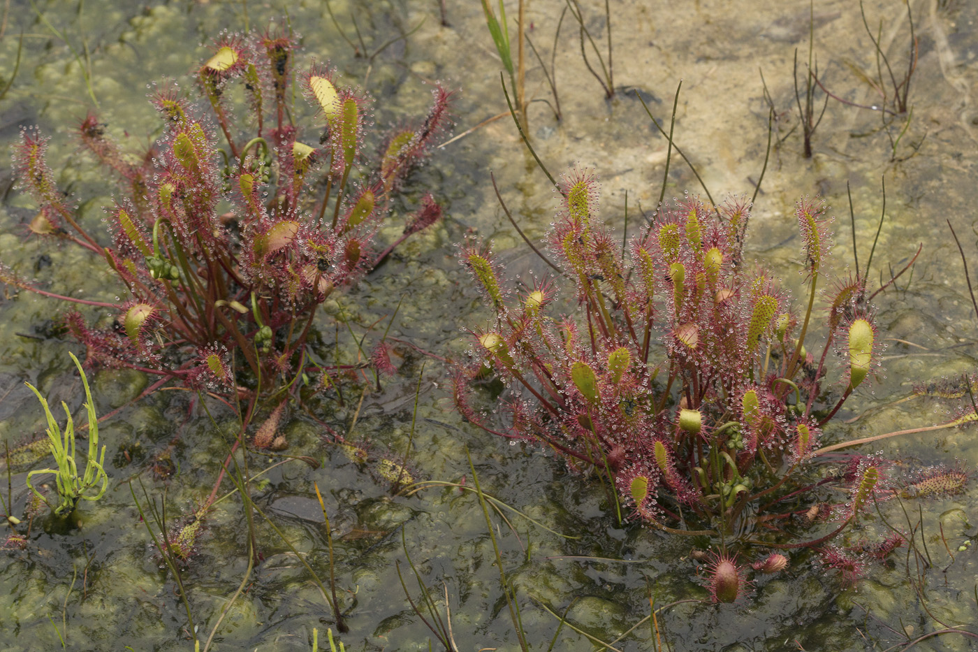 Изображение особи Drosera anglica.