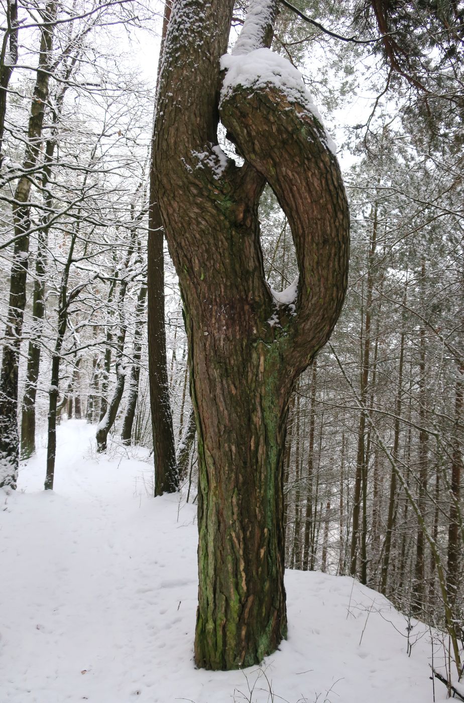 Image of Pinus sylvestris specimen.