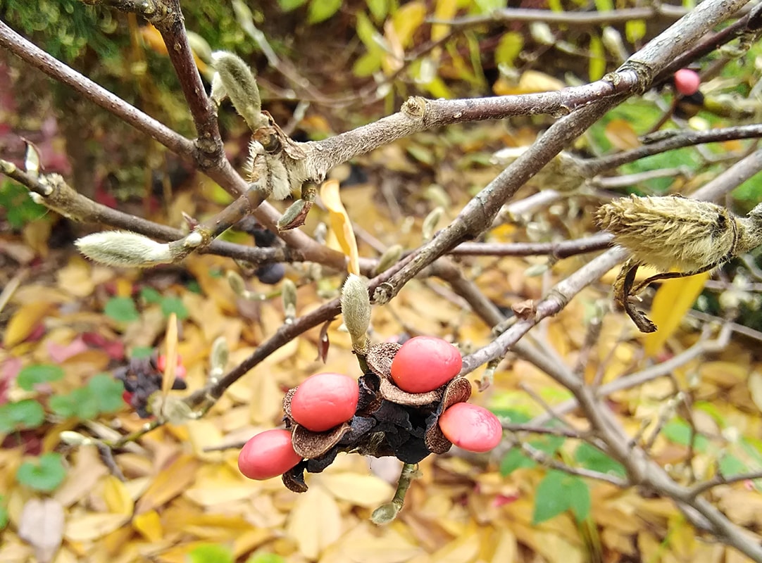 Image of Magnolia stellata specimen.