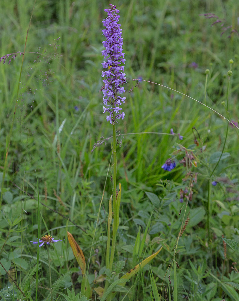 Изображение особи Gymnadenia conopsea.