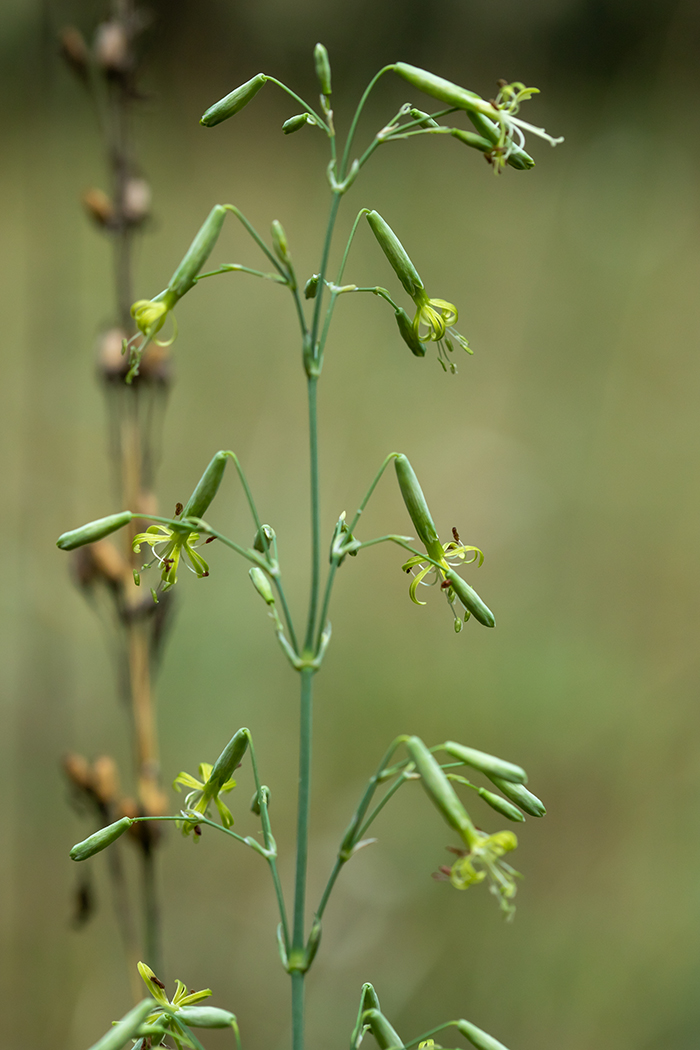 Изображение особи Silene chlorantha.