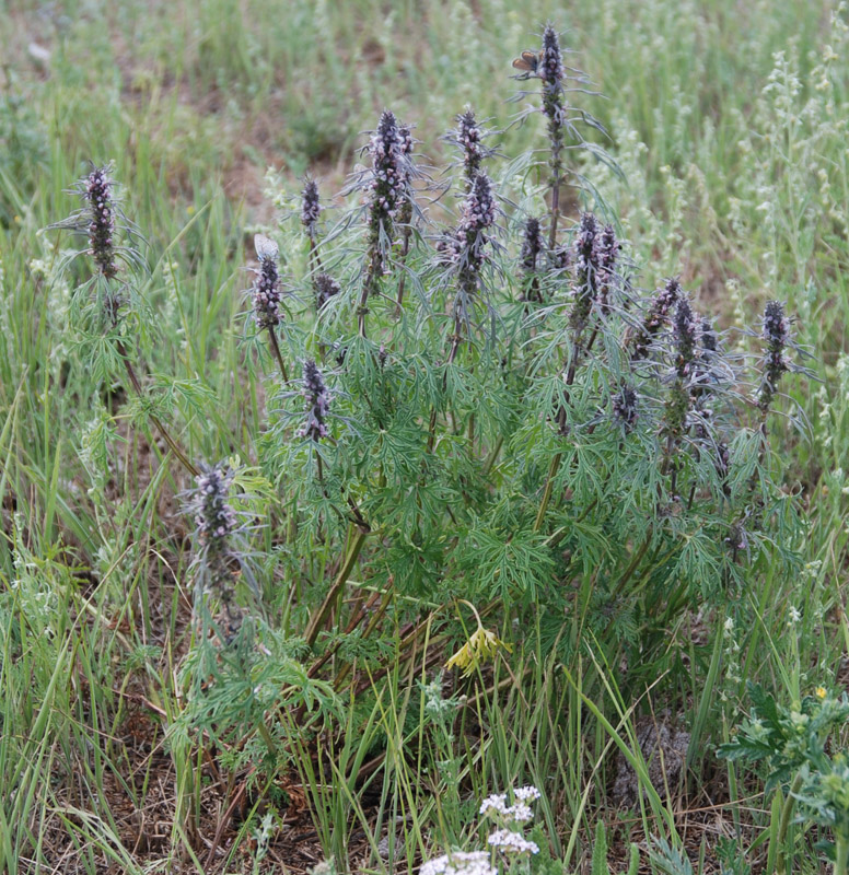 Изображение особи Leonurus glaucescens.