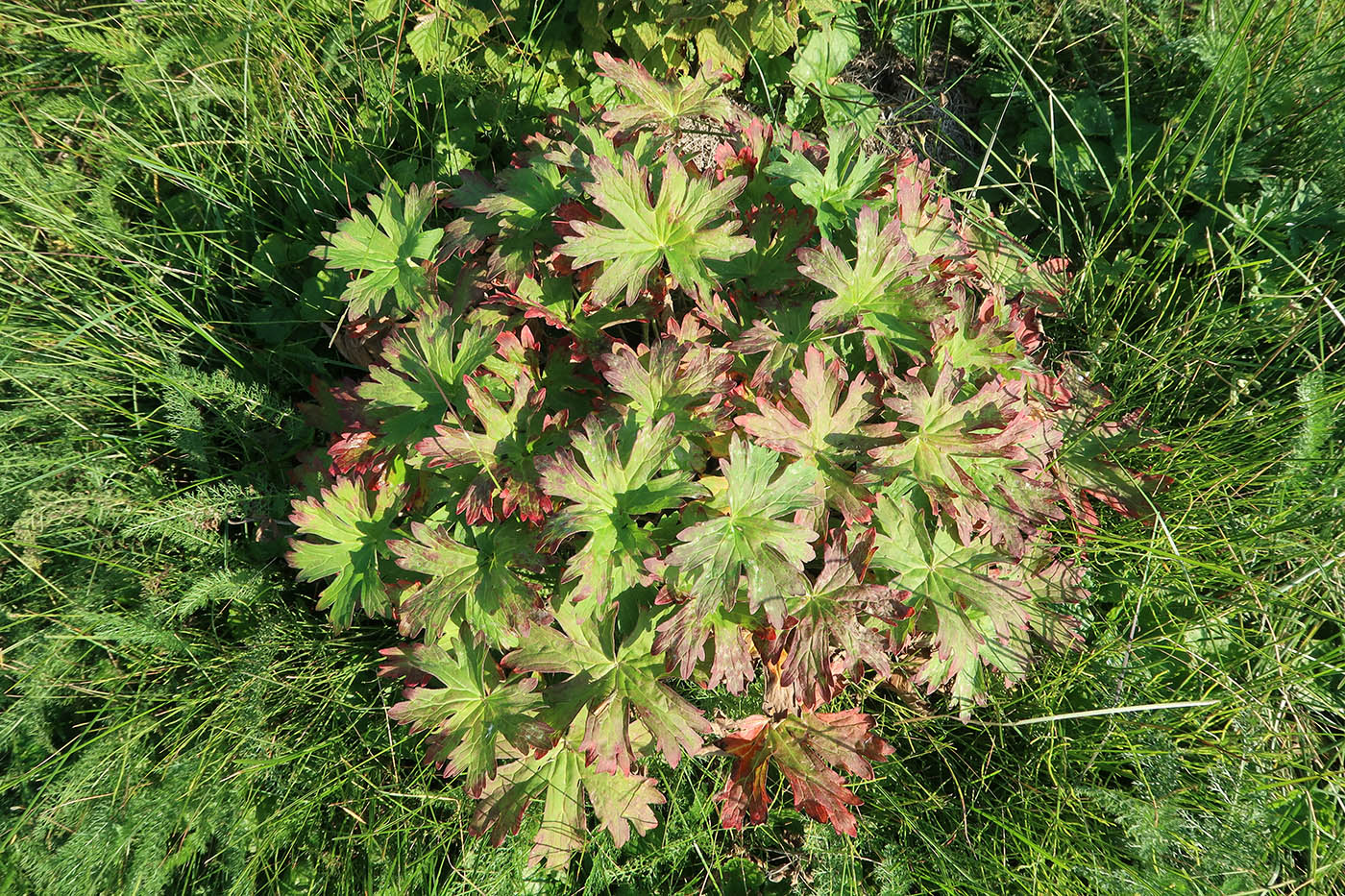 Изображение особи Geranium wlassovianum.