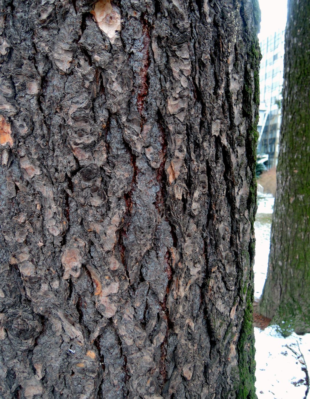 Изображение особи Pseudotsuga menziesii.