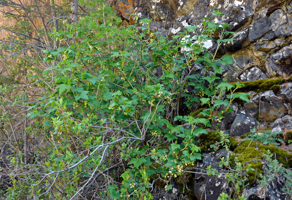 Image of Ribes nigrum specimen.