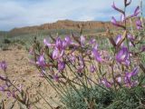 genus Astragalus. Верхушка цветущего растения. Казахстан, южн. отроги Джунгарского Алатау в 25 км к зап. от с. Коктал, щебнистые отложения на пестроцветах. 4 мая 2013 г.