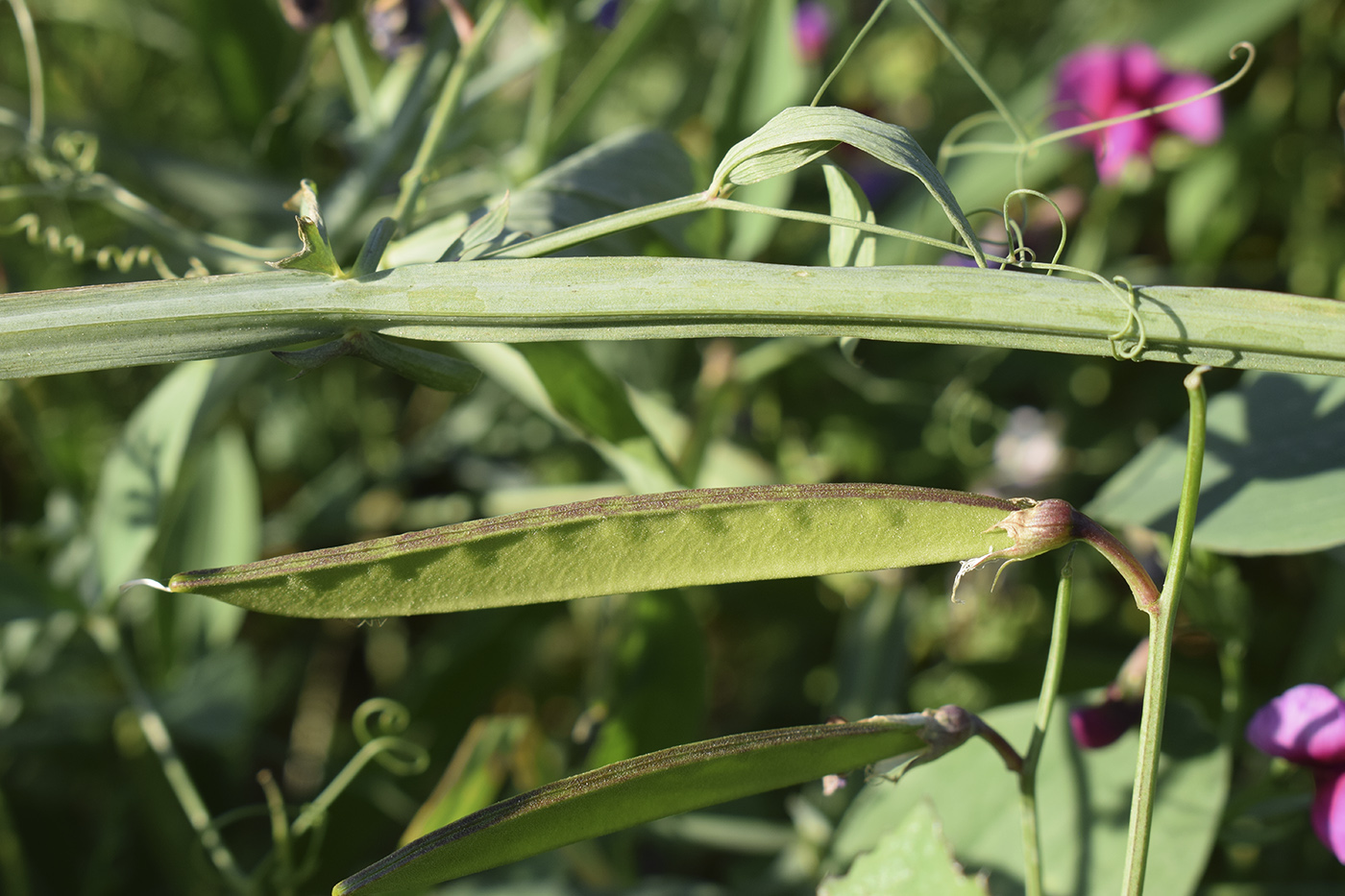 Изображение особи Lathyrus tingitanus.