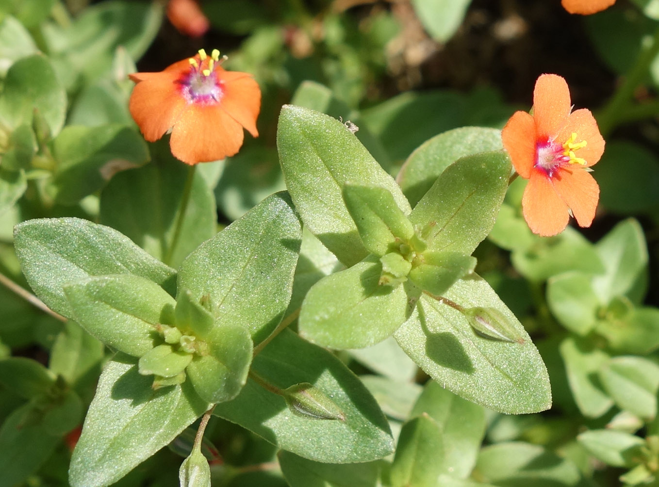 Image of Anagallis arvensis specimen.