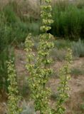 род Rumex. Часть общего соплодия. Кыргызстан, Иссык-Кульская обл., восточная окр. с. Бостери, южнее ул. Мамытова, пустырь. 02.06.2019.