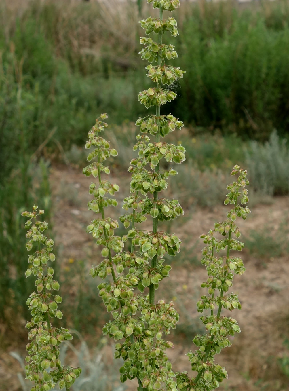 Изображение особи род Rumex.