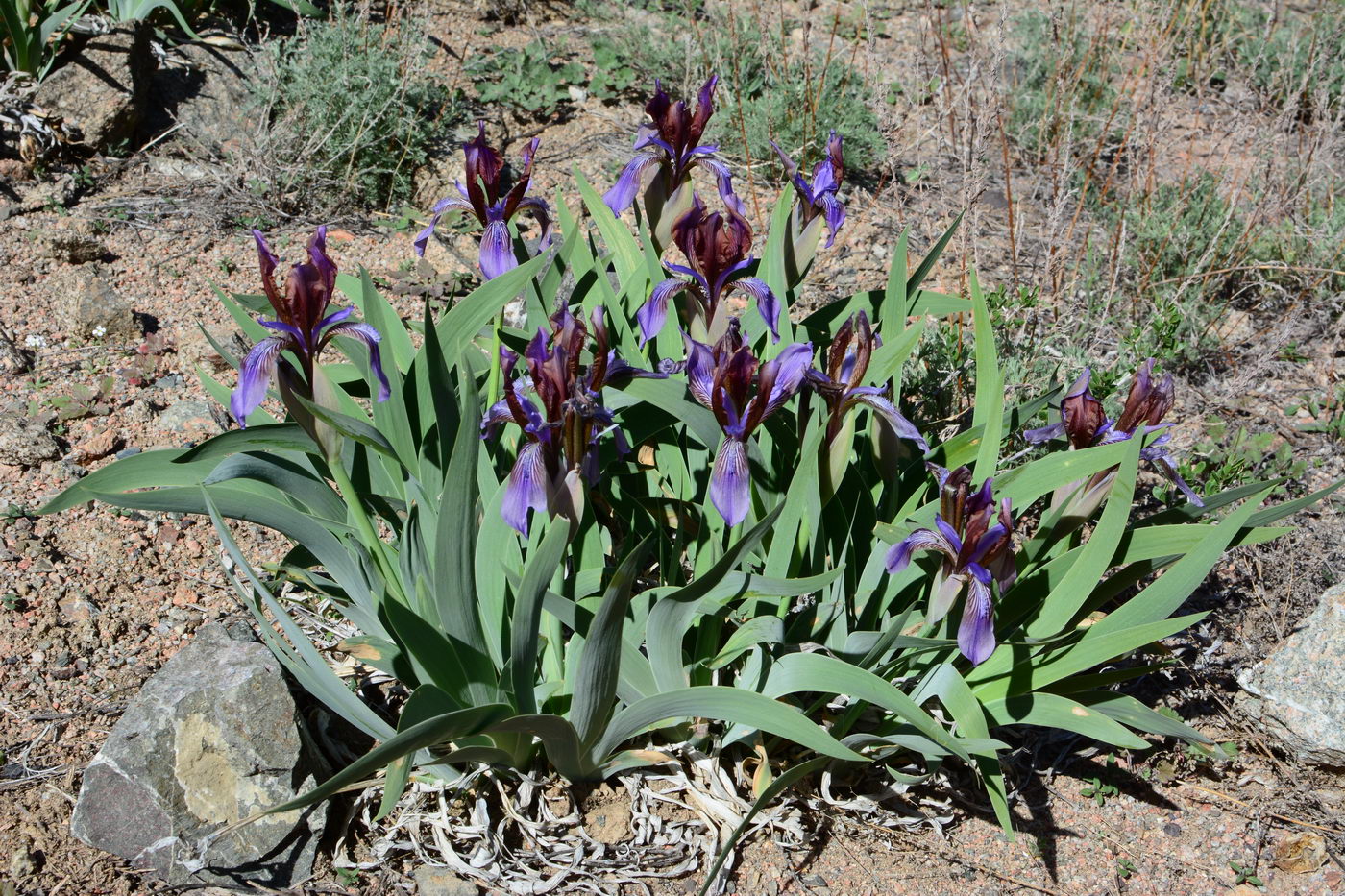 Изображение особи Iris glaucescens.