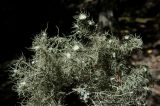 Usnea florida