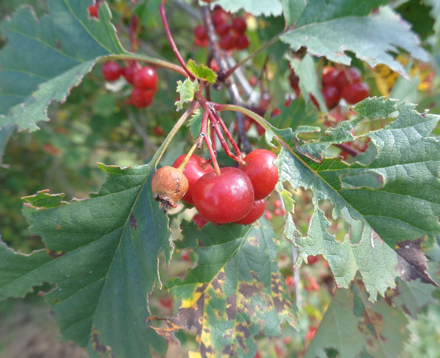 Image of Crataegus chlorocarpa specimen.