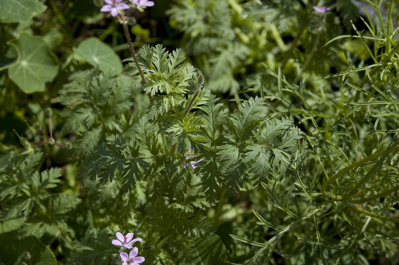 Изображение особи Erodium cicutarium.