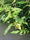 Persicaria maculosa