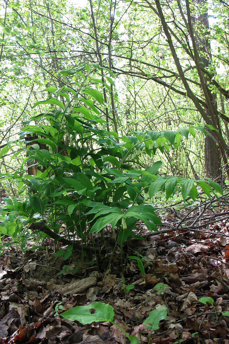 Image of Polygonatum multiflorum specimen.