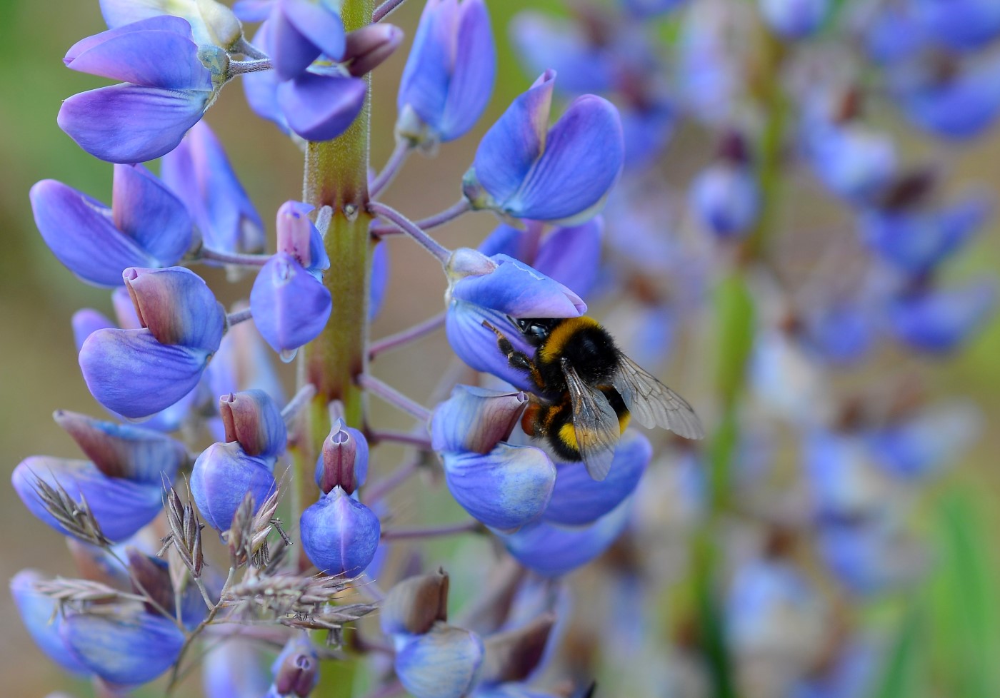 Image of Lupinus polyphyllus specimen.