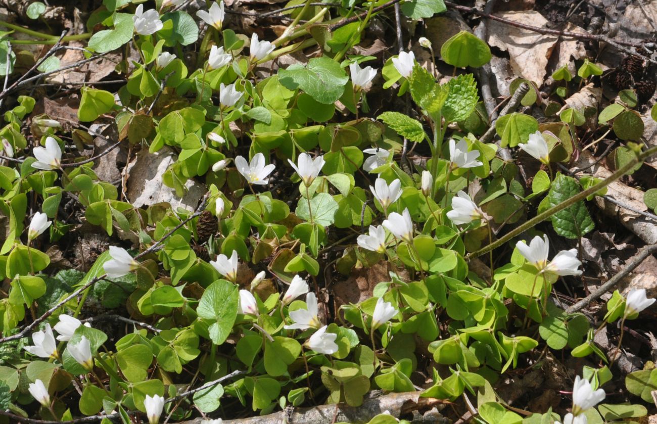 Изображение особи Oxalis acetosella.