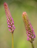 Gymnadenia densiflora