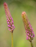 Gymnadenia densiflora. Соцветия с бутонами. Ленинградская обл., Гатчинский р-н, окр. пос. Пудость, сырой луг на месте старого травертинового карьера. 28.06.2015.